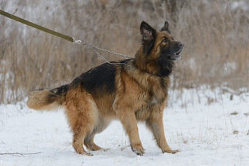 German shepherd barks