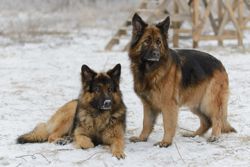 Two German Shepherd in the snow in the winter