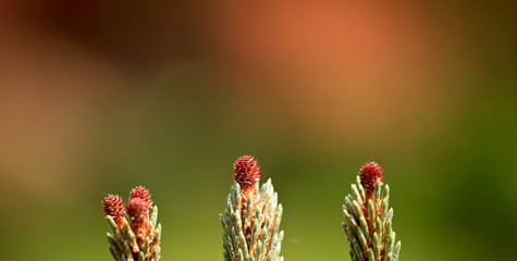 Young purple pine cones on a branch