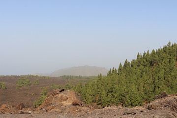Canary Island Pine, Tenerife, Spain, September 2016