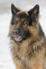 Beautiful long-haired sheep dog in winter outdoors