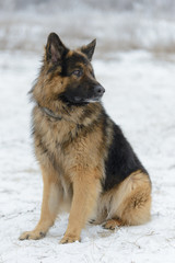 Beautiful long-haired sheep dog in winter outdoors
