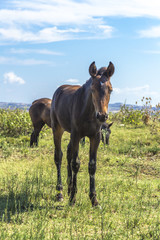 Brown foal grazing near the sea in Puglia (Italy)