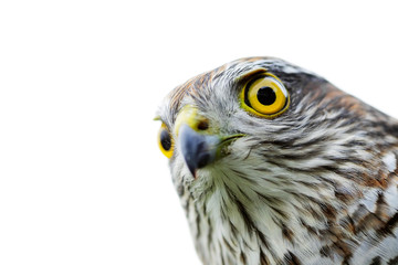 Birds of Europe - Sparrow-hawk