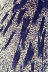 plumage of a European Nightjar