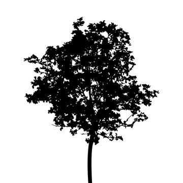 Black silhouette of tree isolated on white background. Vector illustration,eps 10.