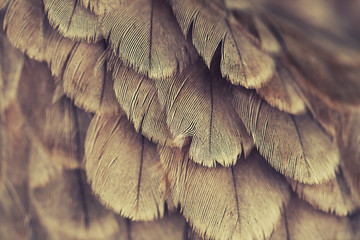 plumage background