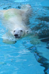 Naklejka premium ホッキョクグマ