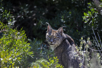 Lince Ib&eacute;rico (Lynx pardinus)
