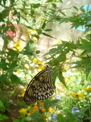 Beautiful White & Black Stripped Butterfly 