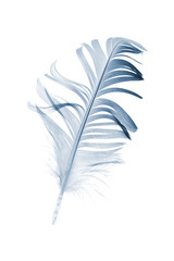 Fototapeta na wymiar blue feather