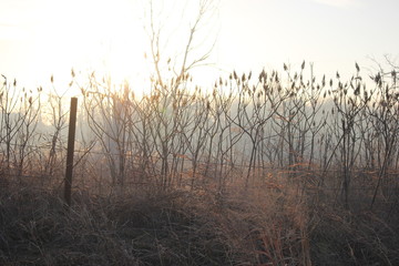 grass on the country