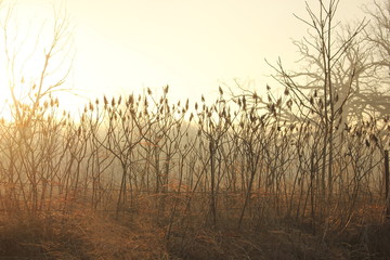 golden morning