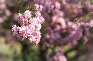 Spring blooming pink flowers on tree, nature background