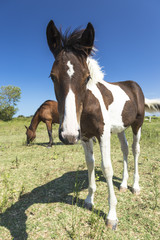 Brown horse and pinto foal grazing near the sea in Puglia (Italy)