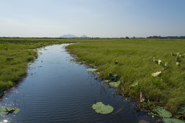 the wetlands in Thailand Ramsar Convention, Boraphet lake in Nakhonsawan