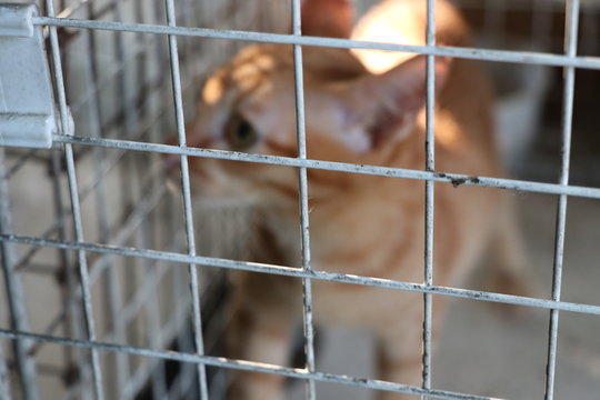 A cat in cage lonely pet