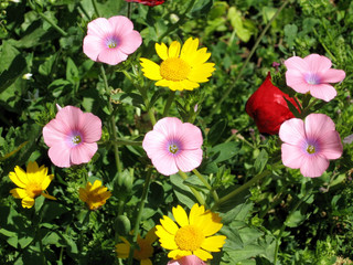 Ramat Gan Park the Hairy Pink Flax flower April 2007