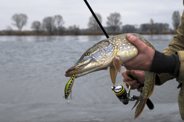 Pike in hand