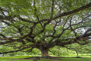 branch of big tree