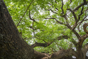Fototapeta premium branch of big tree