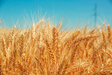 Gold wheat field and blue sky. Beautiful ripe harvest