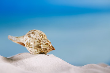 tropical seashell sea shell with ocean , beach and seascape