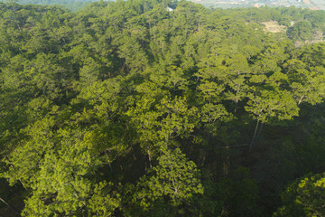 Bird's-eye view of pine forest