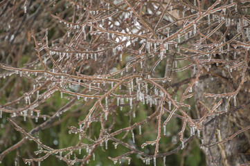 Frozen apple tree branches with icicles background