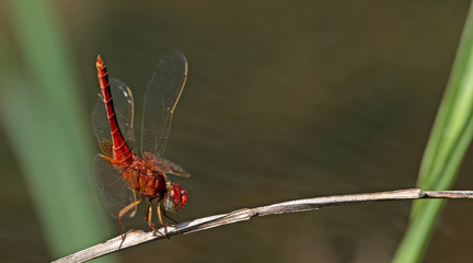 Dragonflies of Thailand ( Crocothemis servilia ), Dragonfly rest on twigs