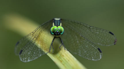 Dragonflies of Thailand ( Tetrathemis platyptera ), Dragonfly rest on green grass leaf