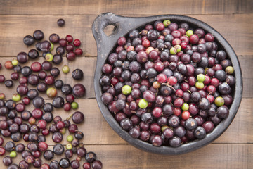 Agráz tropical fruit (Vaccinium meridionale)