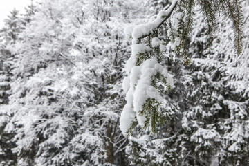 Branch covered with snow after snowfall close up