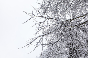 Branch covered with snow after snowfall close up