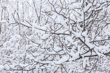 Branch covered with snow after snowfall close up