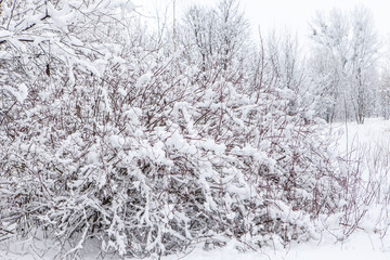 Branch covered with snow after snowfall close up