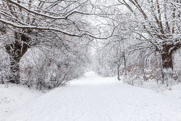 alley in park covered with snow after snowfall