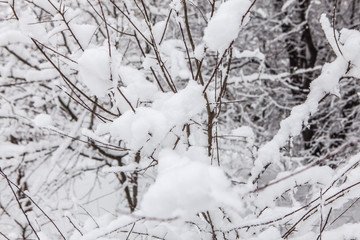 Branch covered with snow after snowfall close up