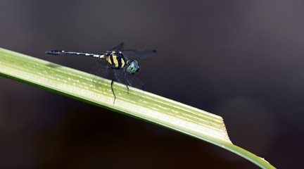 Dragonflies of Thailand ( Tetrathemis platyptera ), Dragonfly rest on green grass leaf