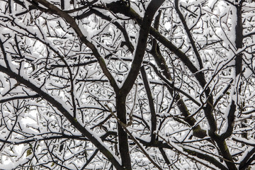 Branch covered with snow after snowfall close up