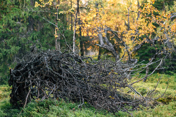 Old tree looking like scary insect in the forest
