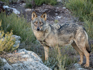 Naklejka na ściany i meble Iberian female wolf (Canis lupus signatus) in the forest