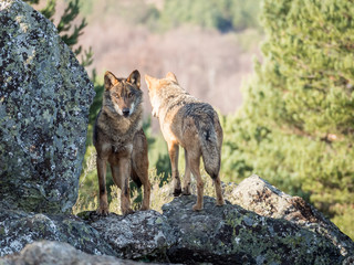 Couple of iberian wolves (Canis lupus signatus) in the forest
