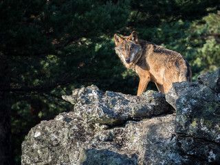Iberian wolf (Canis lupus signatus) on a rock