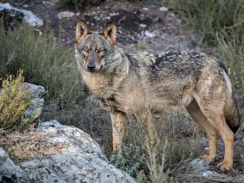 Female iberian wolf (Canis lupus signatus) winking an eye