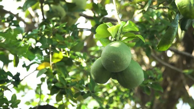 Pomelo fruit hanging on the tree. Pomelo fruit on the pomelo tree garden. 4K video, Philippines.