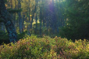 Blueberry bush with evening sun gleaming and forest in background