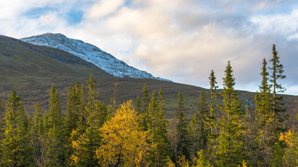 Pinewood in foreground and snowy mountain top in background