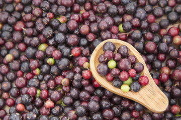 Agráz tropical fruit (Vaccinium meridionale)