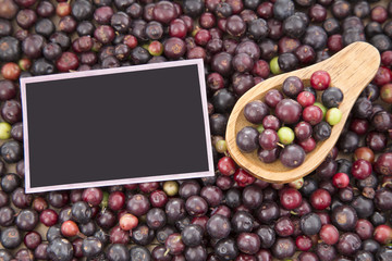 Agráz tropical fruit (Vaccinium meridionale)